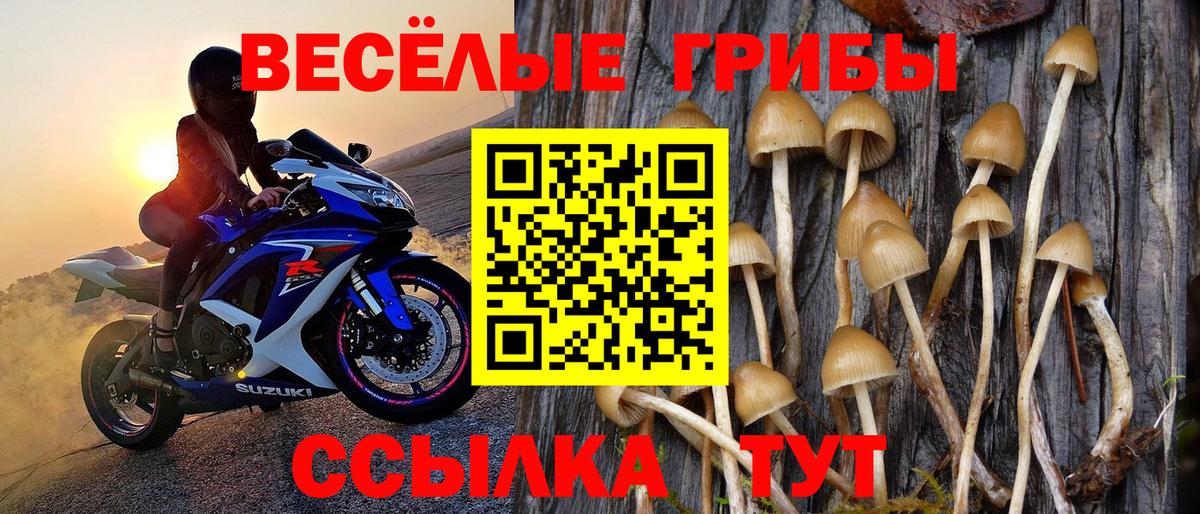 Галлюциногенные грибы мицелий  Малоярославец  Галлюциногенные грибы Psilocybine cubensis 